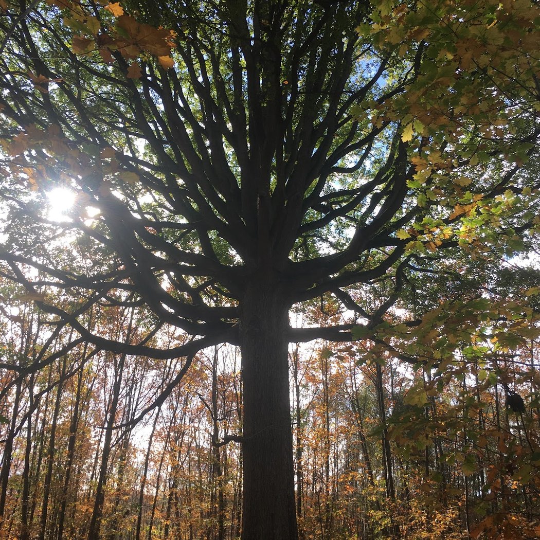 Forêt vallonnée et arbres remarquables 1